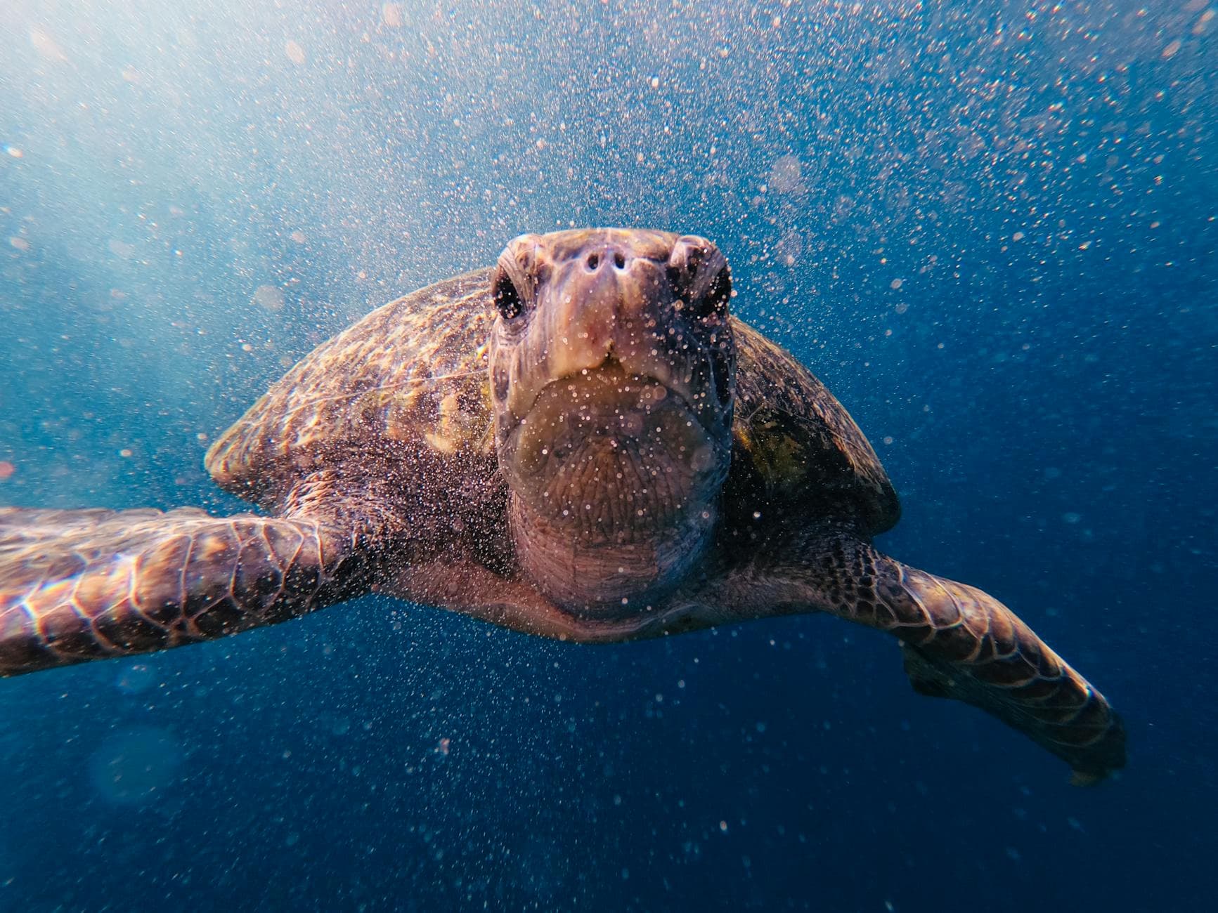 Loggerhead Marine Life Center