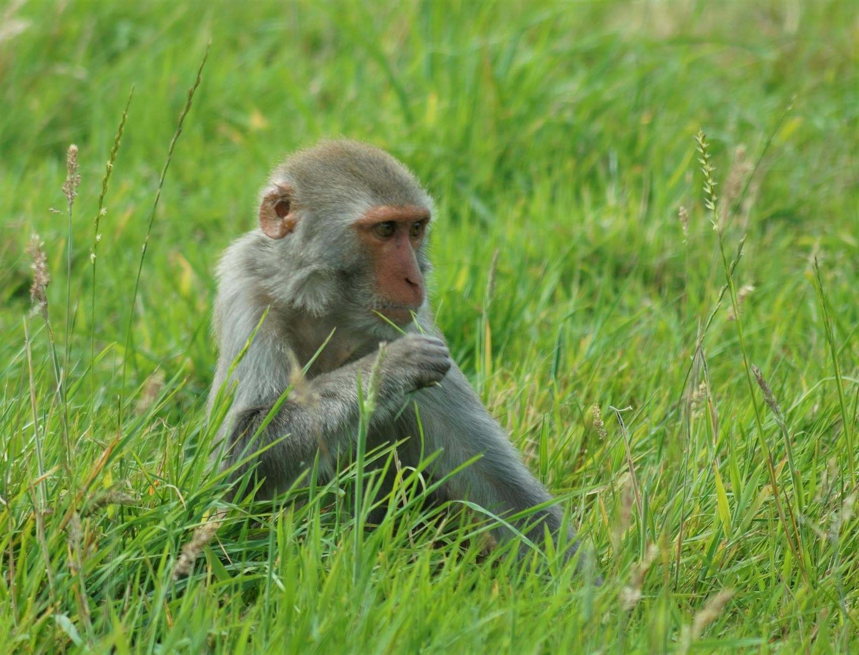 Sad Monkey Canyon