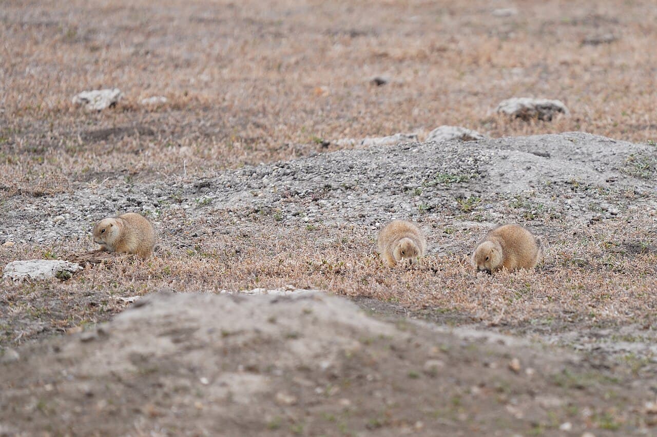 Wildlife Prairie Park