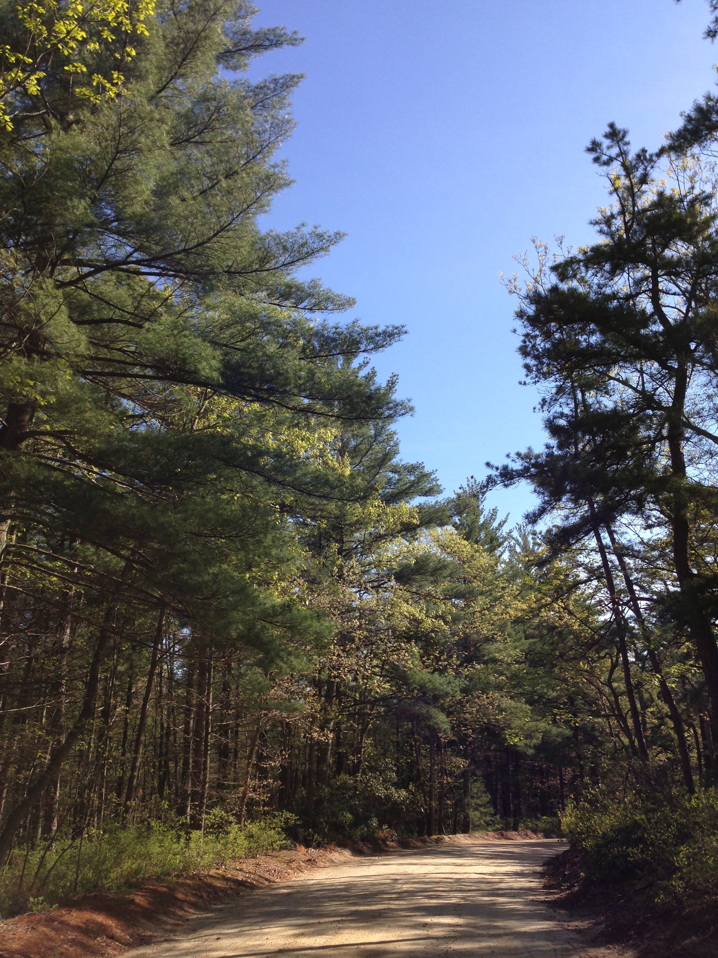 Brendan T. Byrne Forest