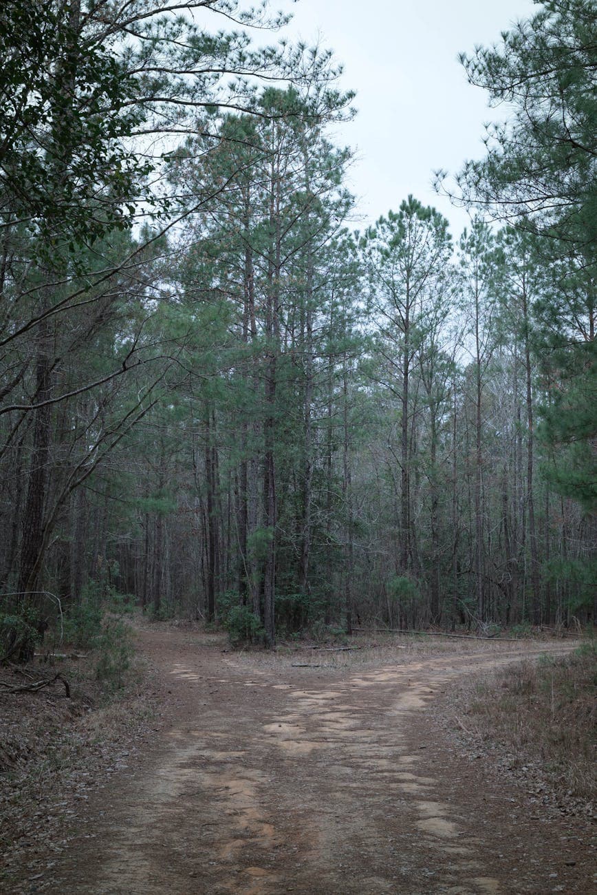 De Soto NF