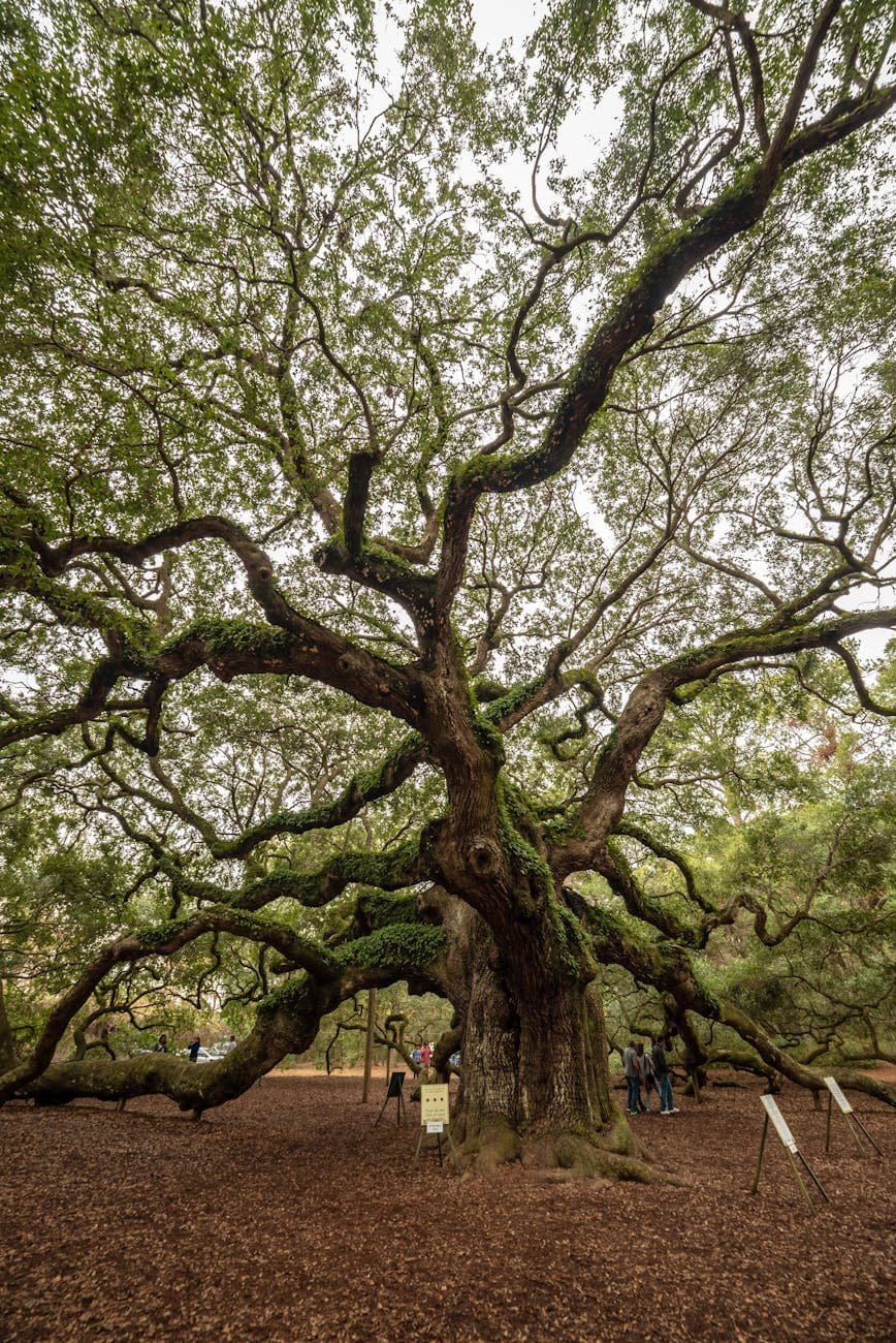Oak Alley