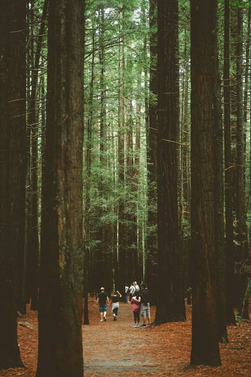 Forest Park (Wildwood Trail)