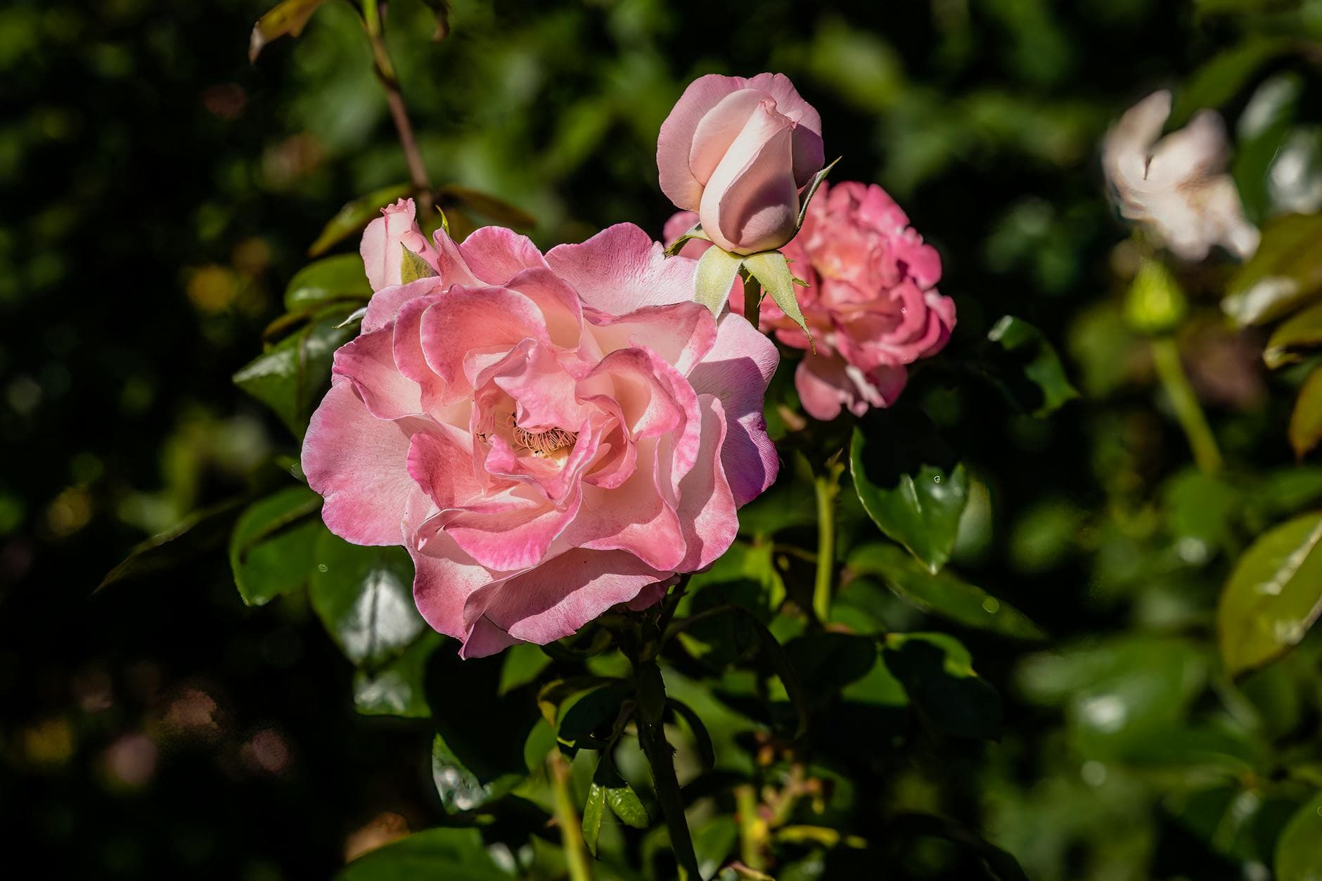 Washington Park (International Rose Test Garden)