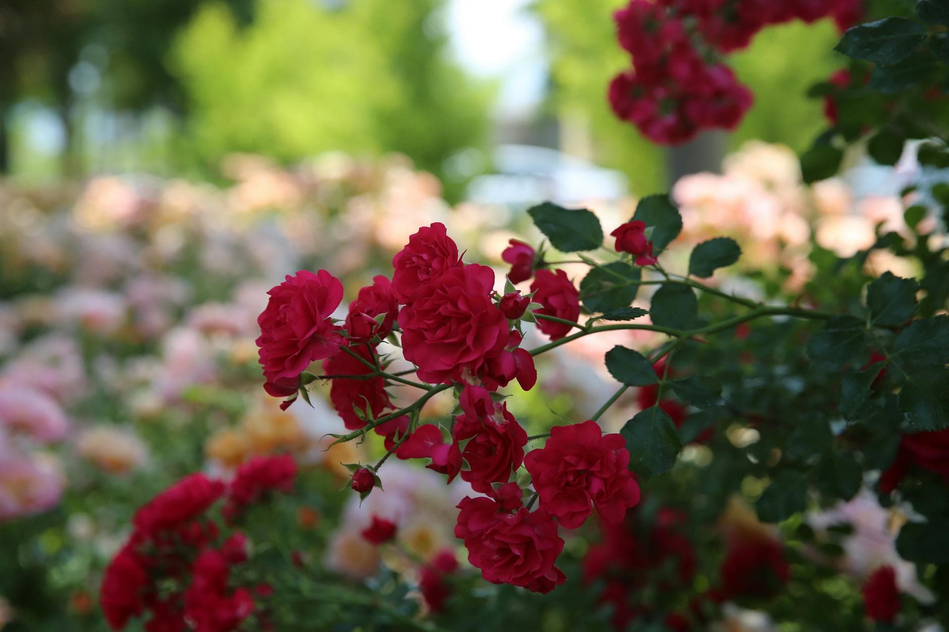 Washington Park (International Rose Test Garden)