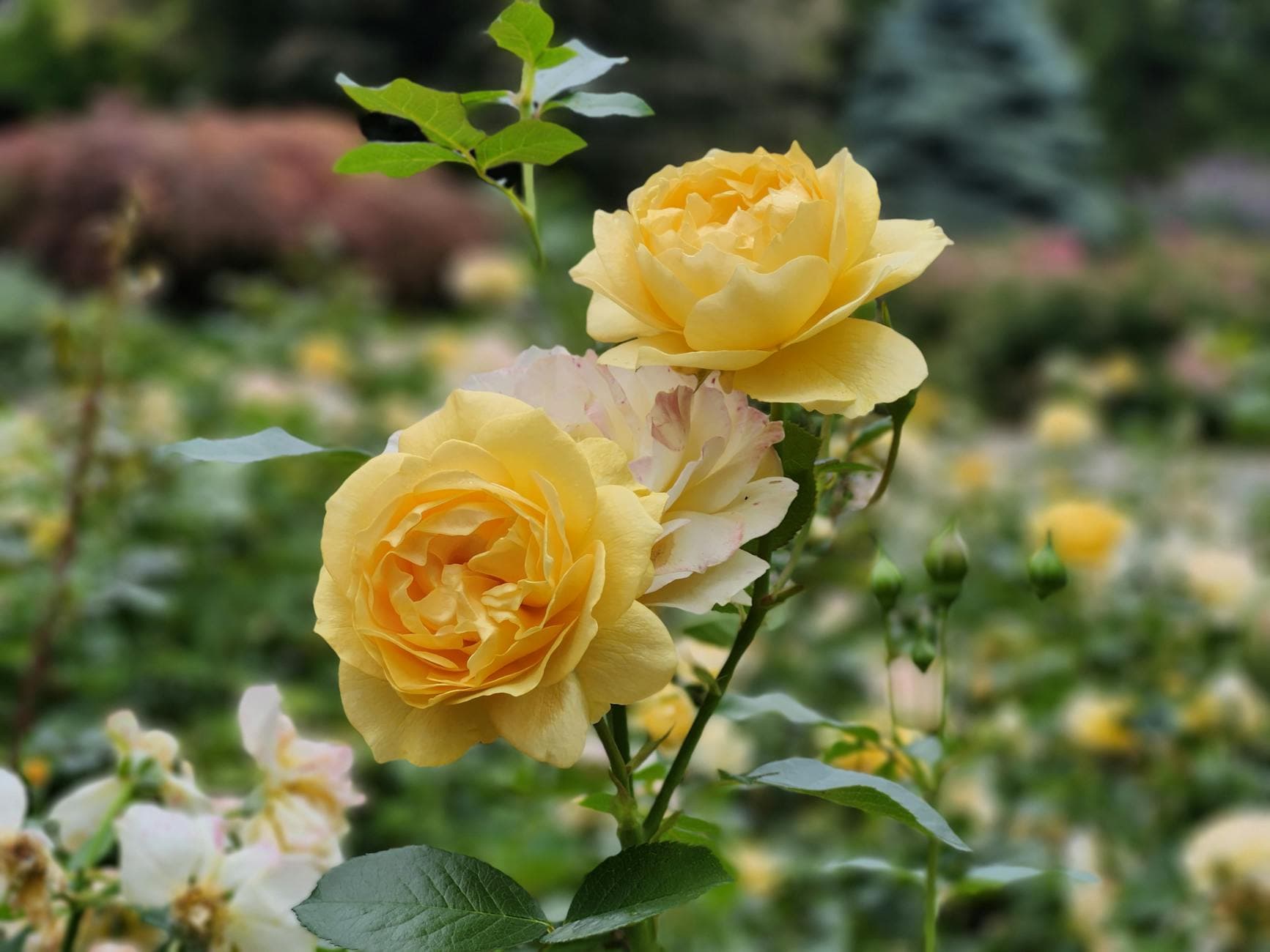Washington Park (International Rose Test Garden)