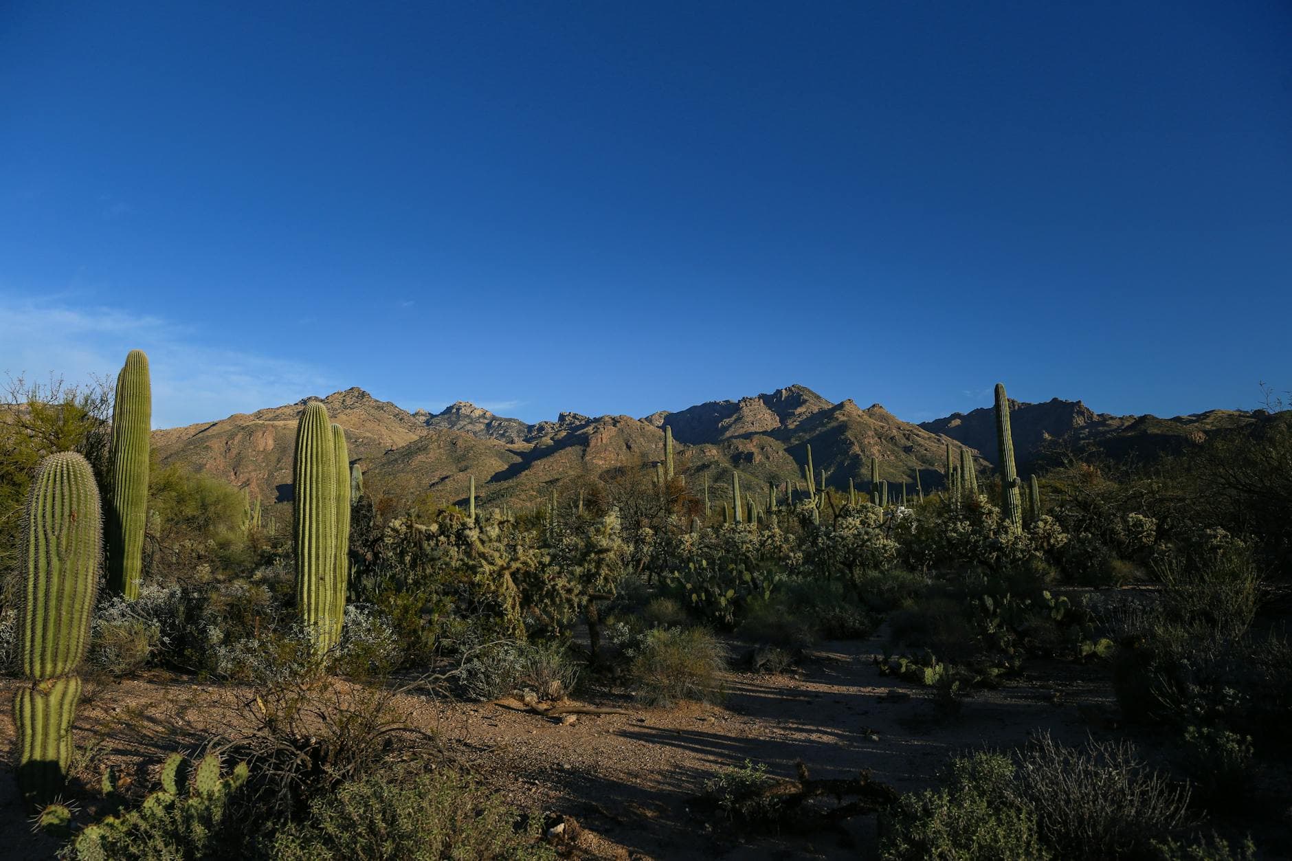 Cactus Forest Drive