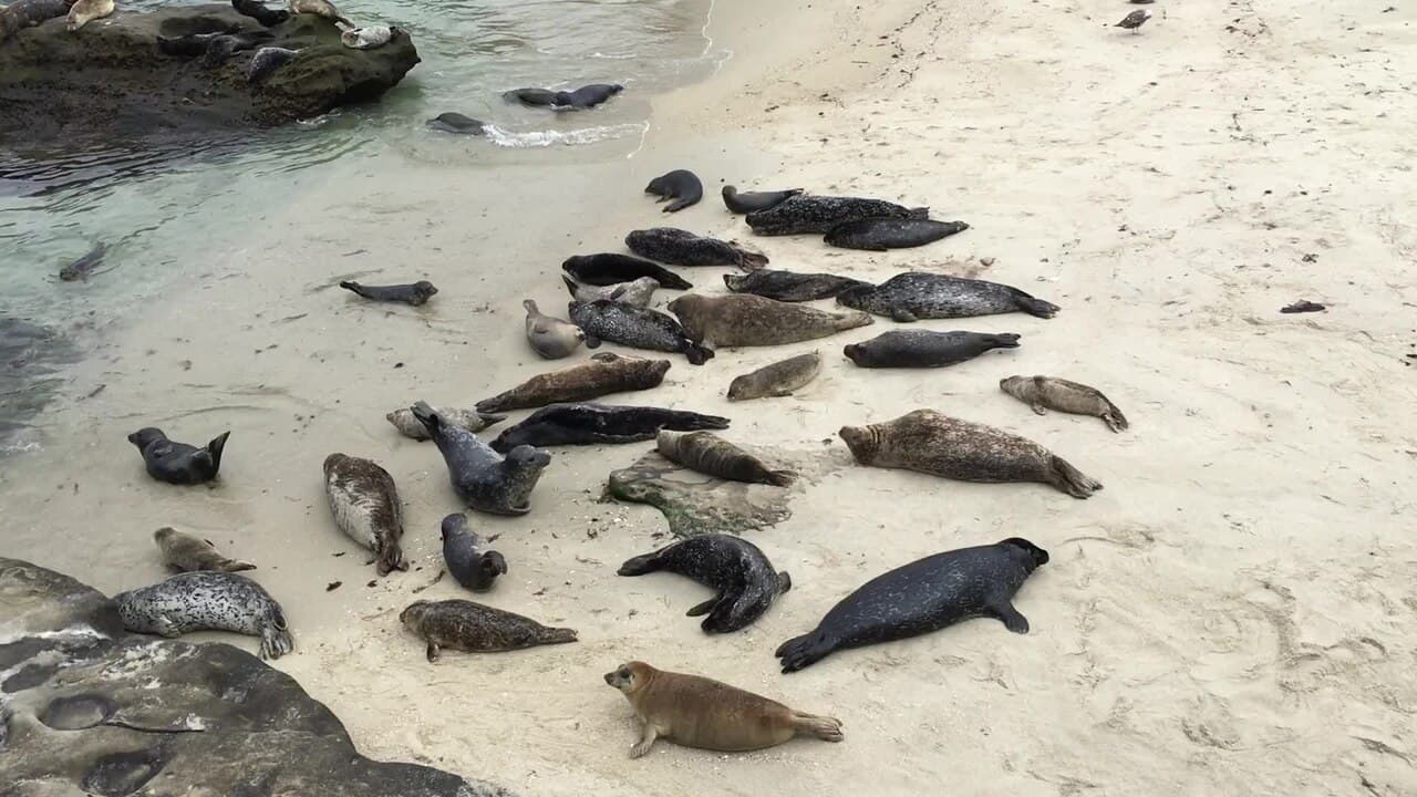 La Jolla (Seals & Cove)