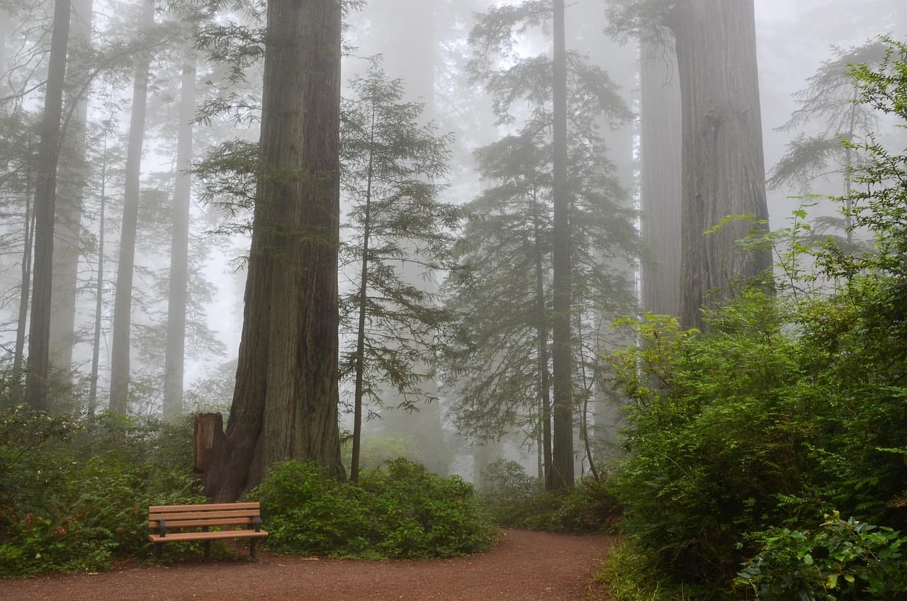 Redwood Creek Trail Loop (Muir Woods Extension)