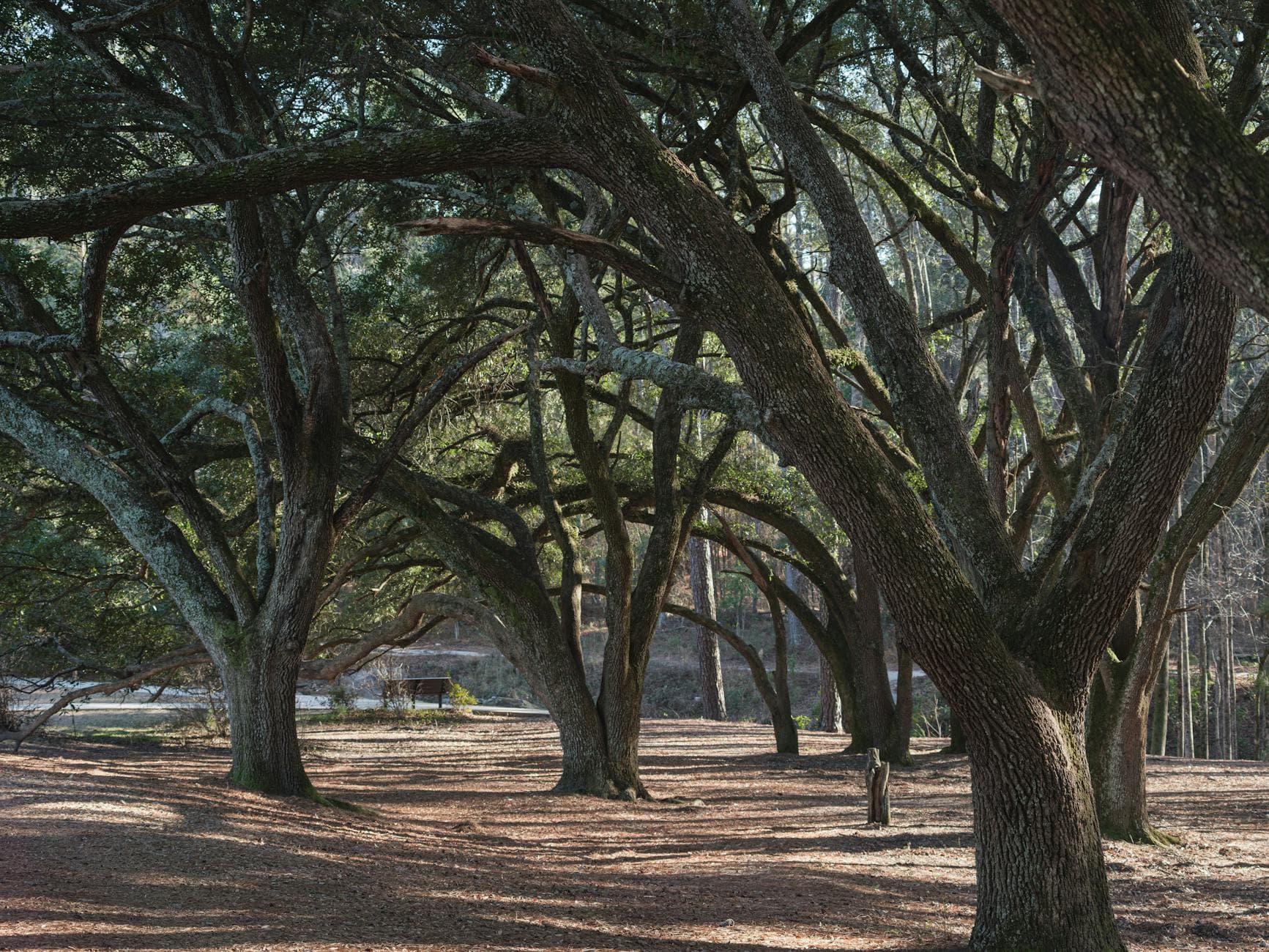Sandhills (Pinehurst, Southern Pines)
