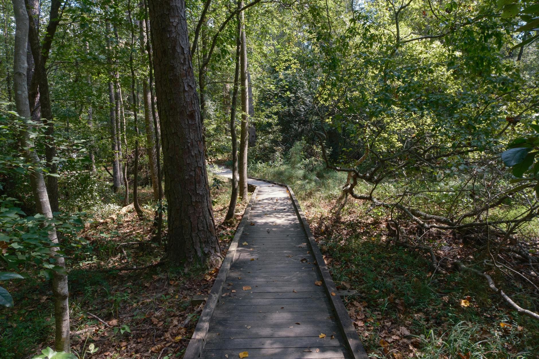 Weymouth Woods Sandhills Nature Preserve