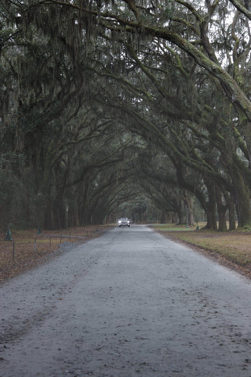 Wormsloe Plantation