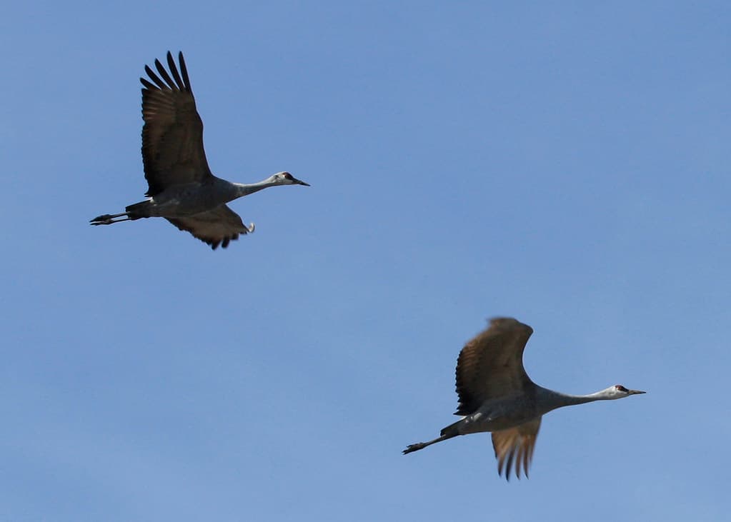 Red River National Wildlife Refuge