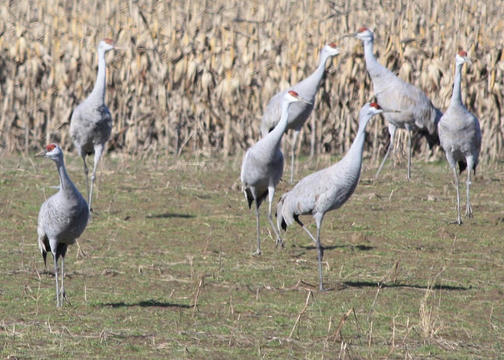 Red River National Wildlife Refuge