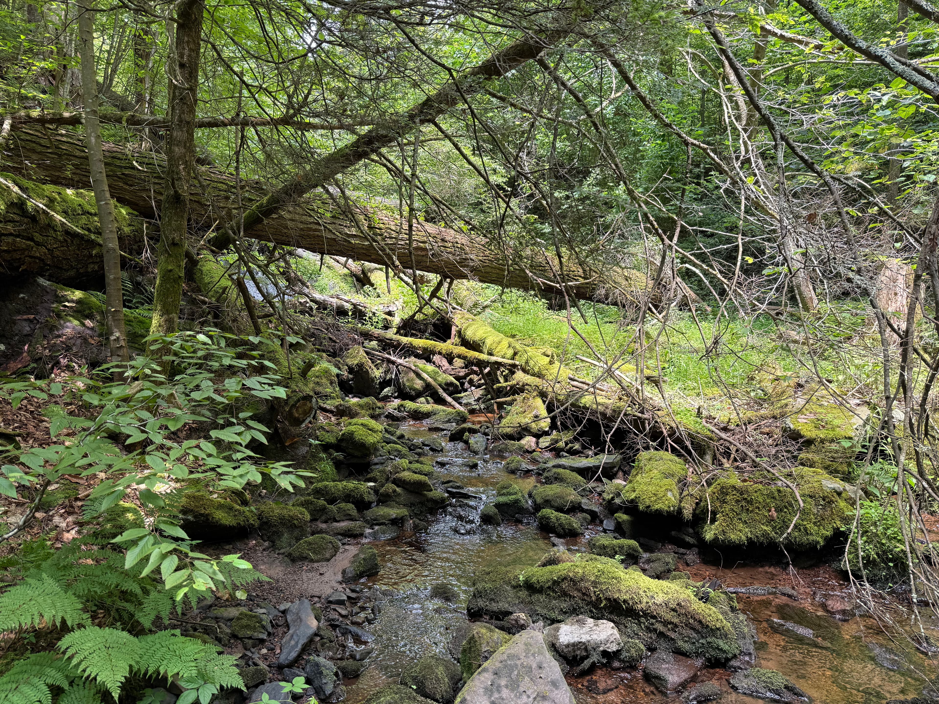 Stokes State Forest