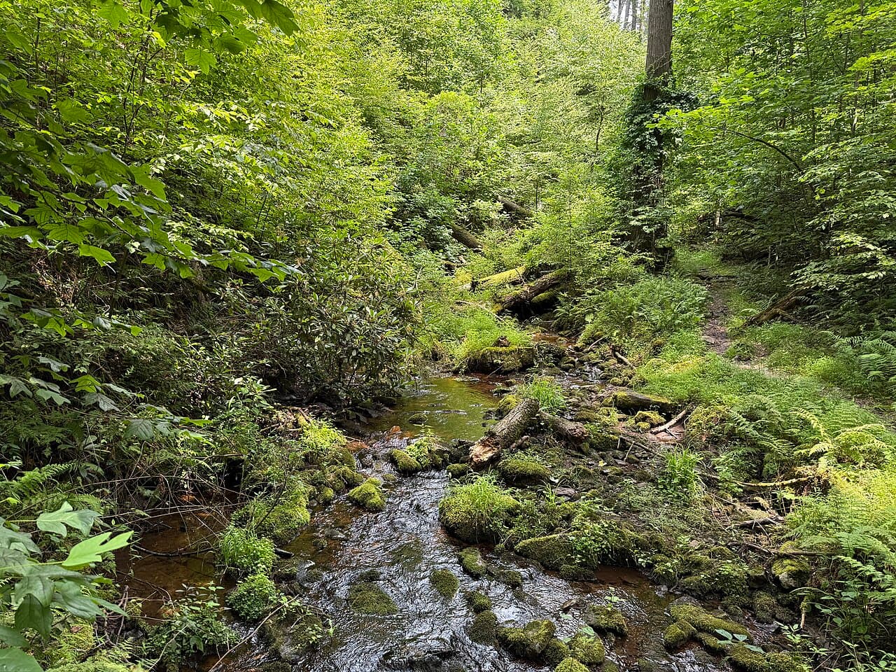 Stokes State Forest