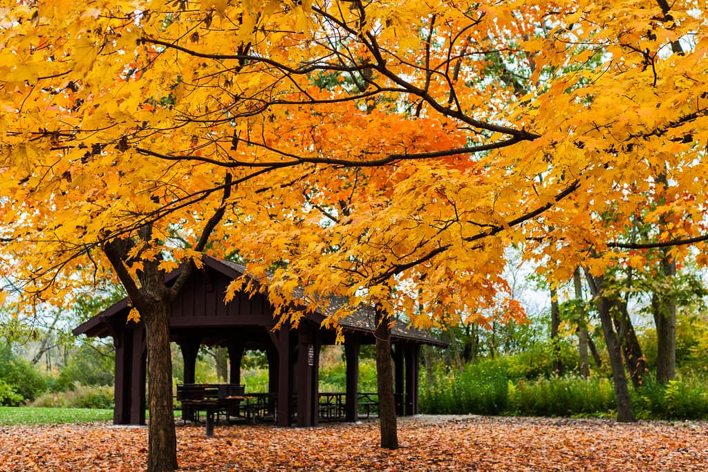 Forest Park