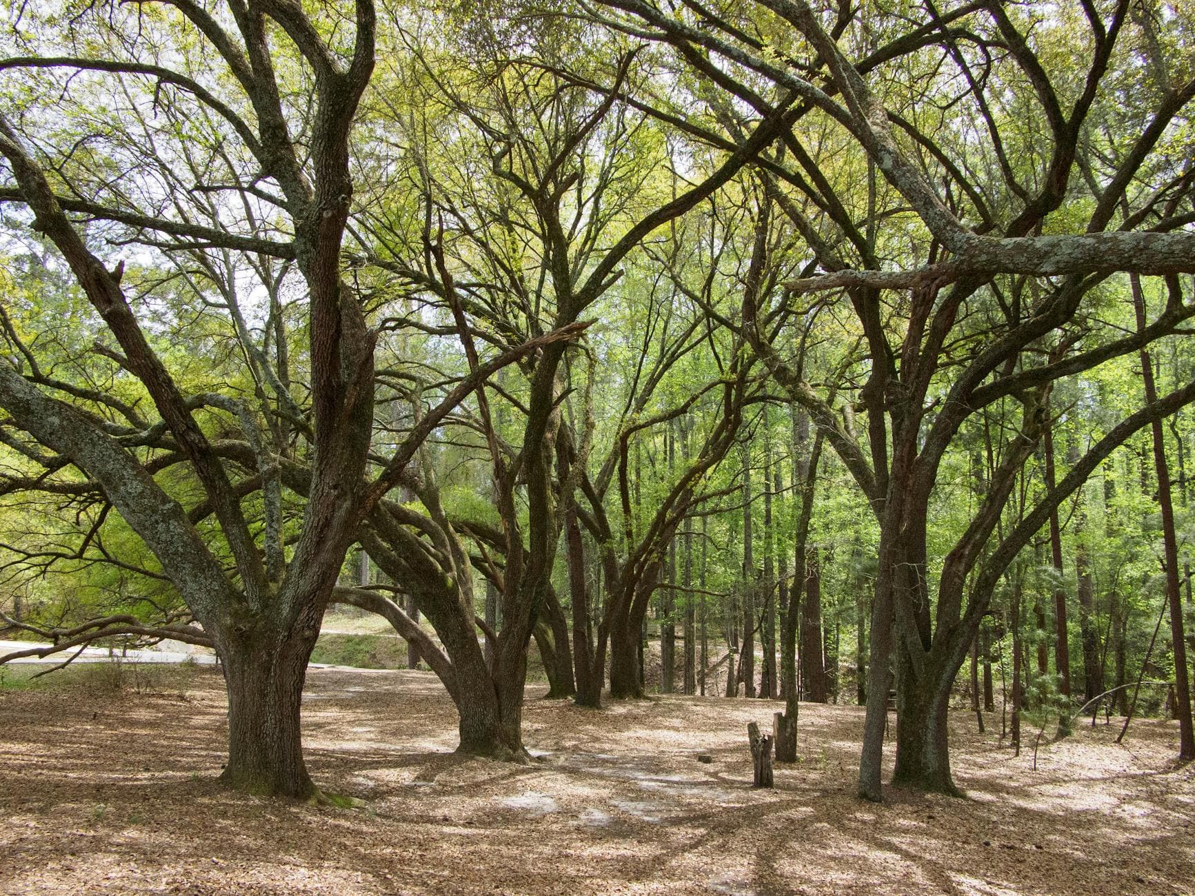 Tallahassee Museum