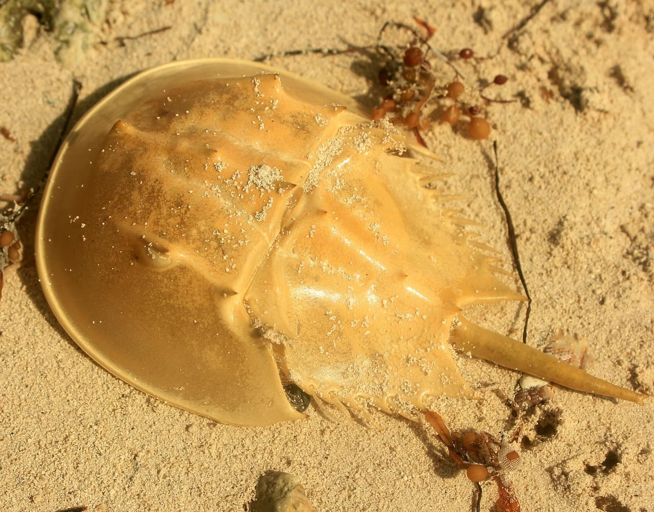 Anclote Key Preserve State Park