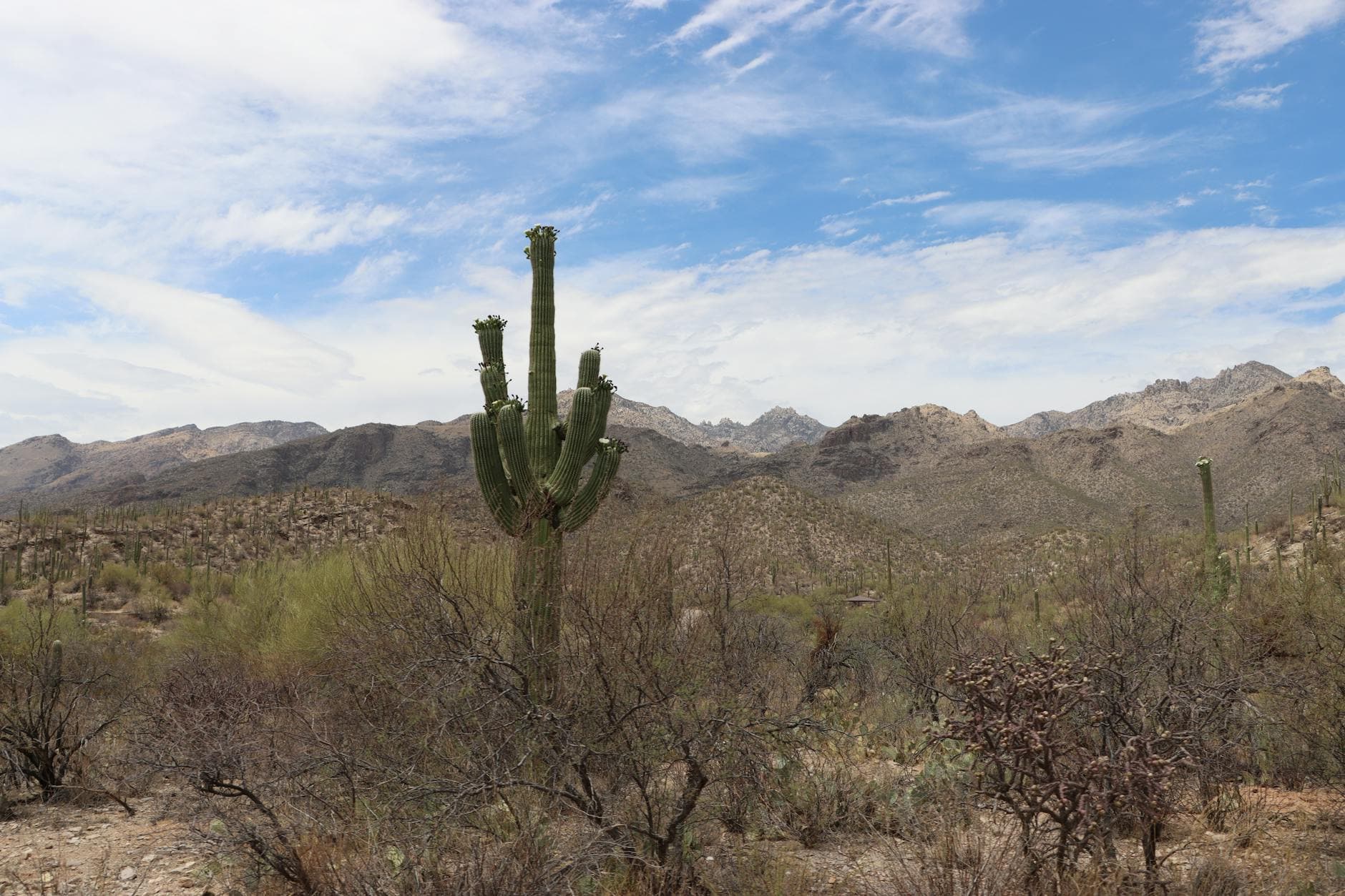 Arizona-Sonora Desert Museum