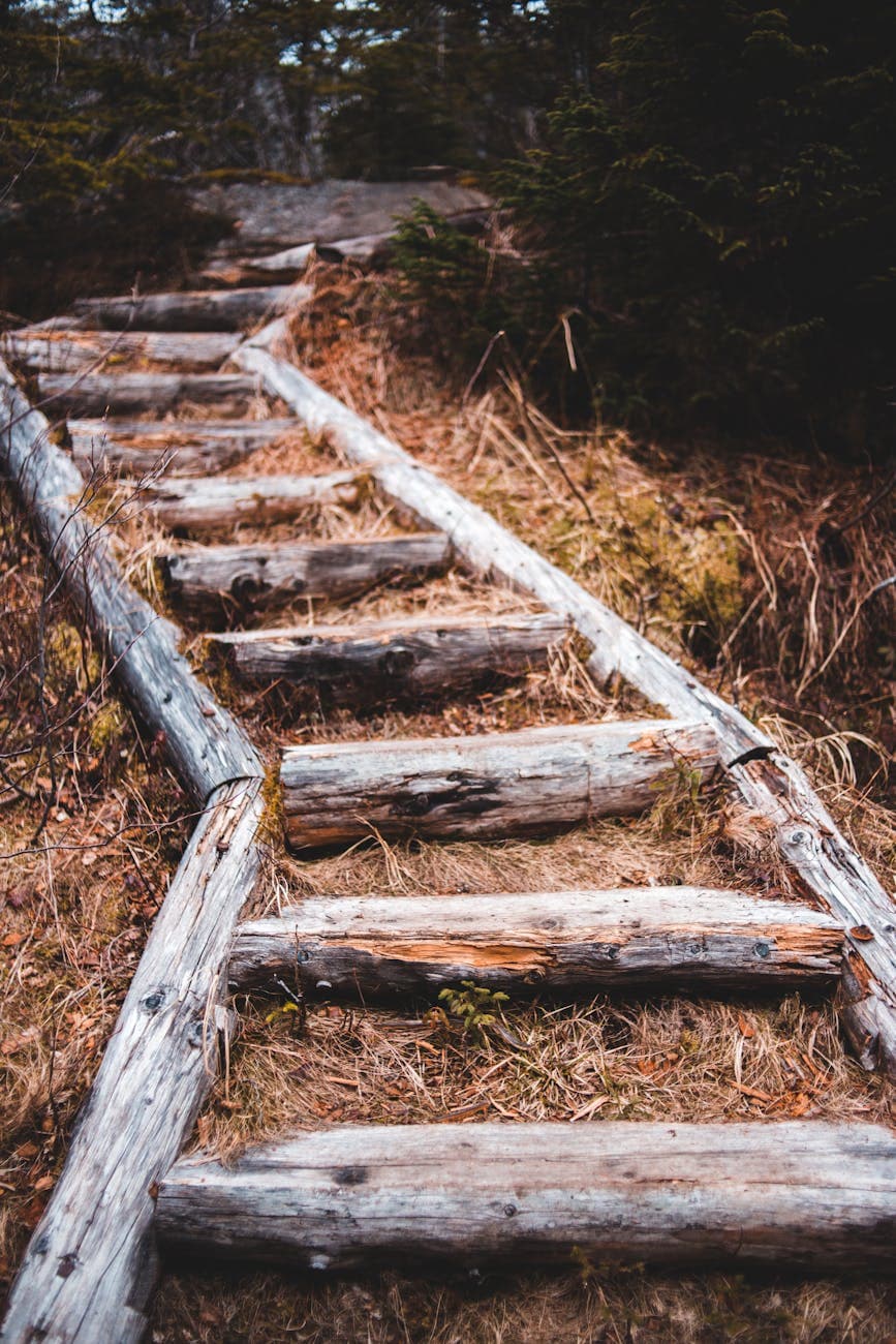 Trail 3 (Ladders)