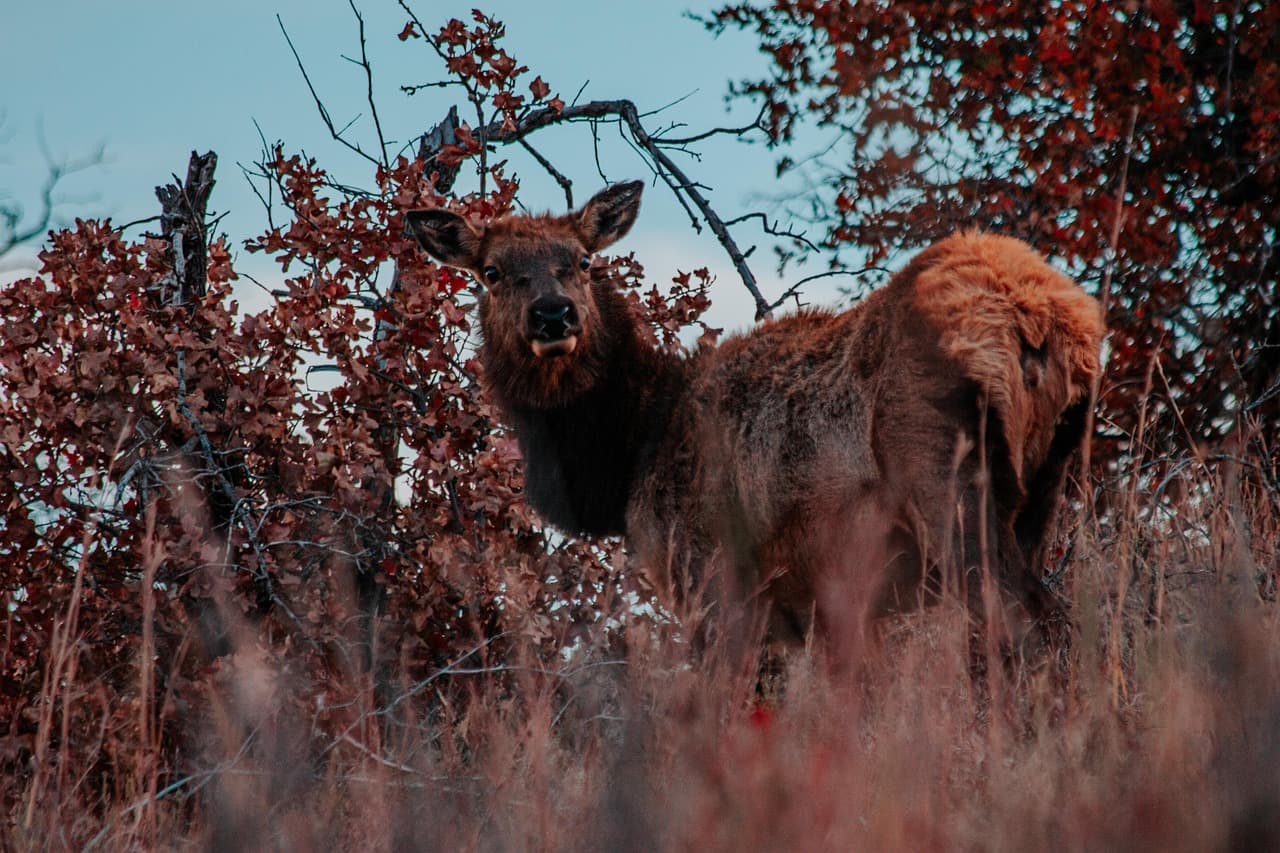 Wichita Mountains Wildlife Refuge Visitor Center