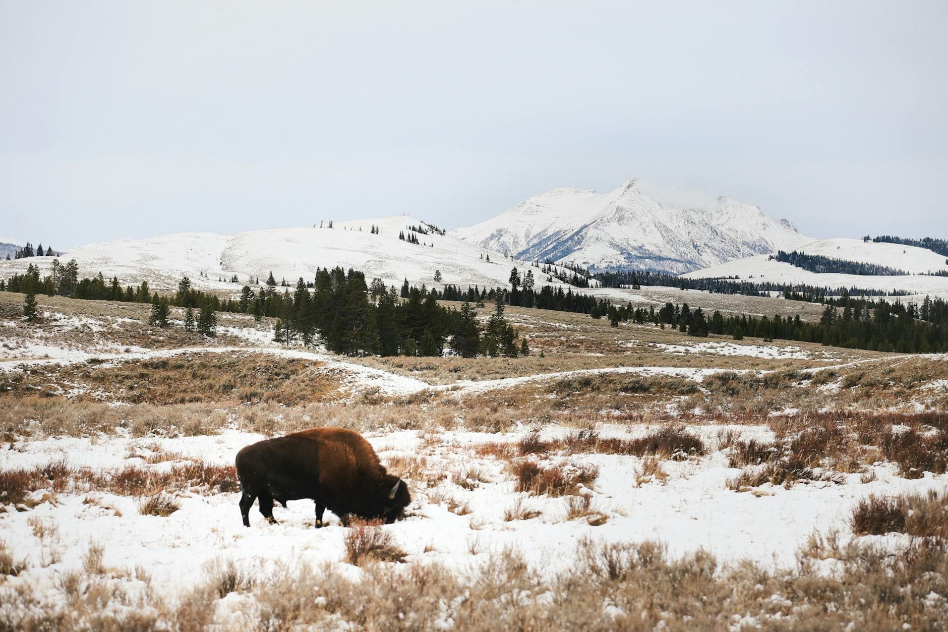 Lamar Valley (wolf, bison)