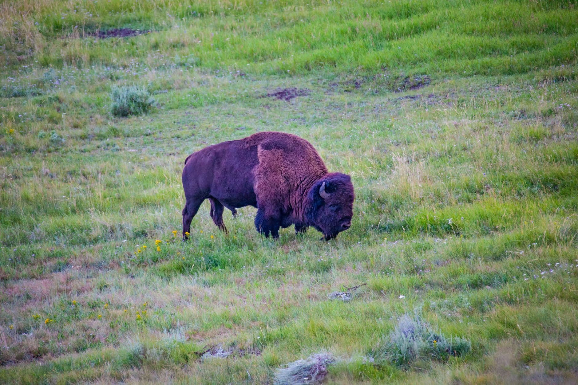 Yellowstone NP (WY entrances: East, South)